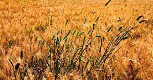 Wheat and the terrace, Israel