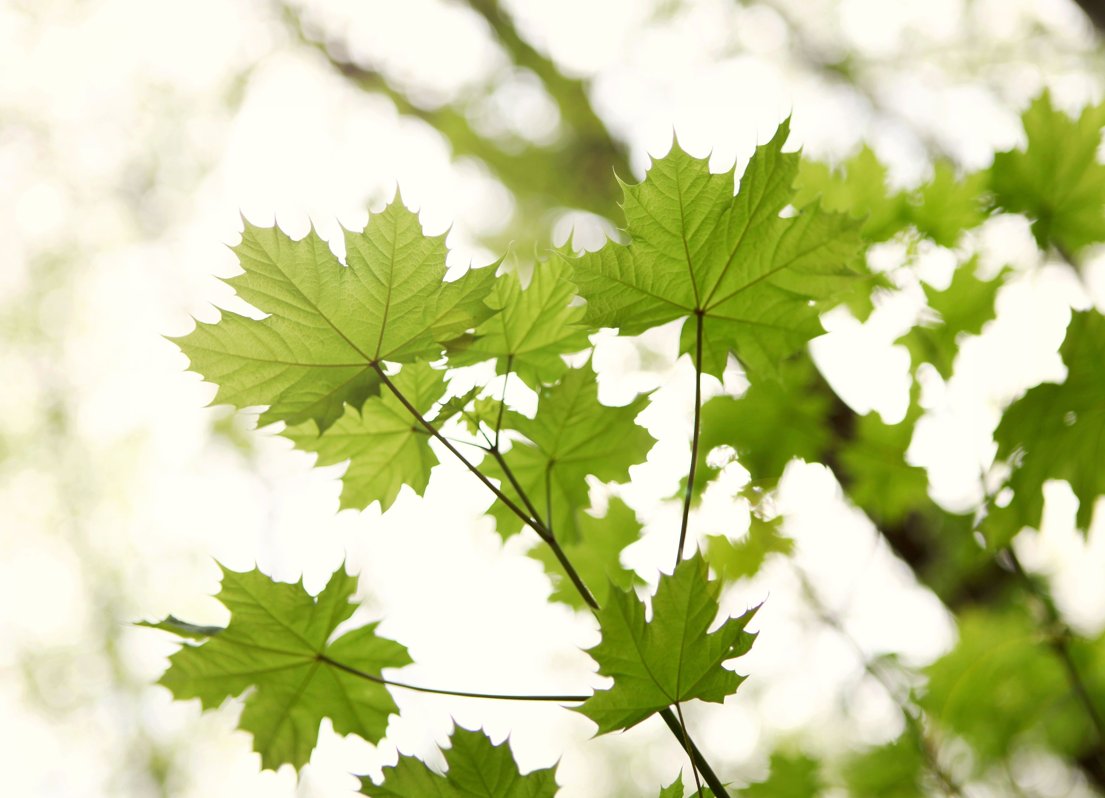 Maple leaves in the spring.