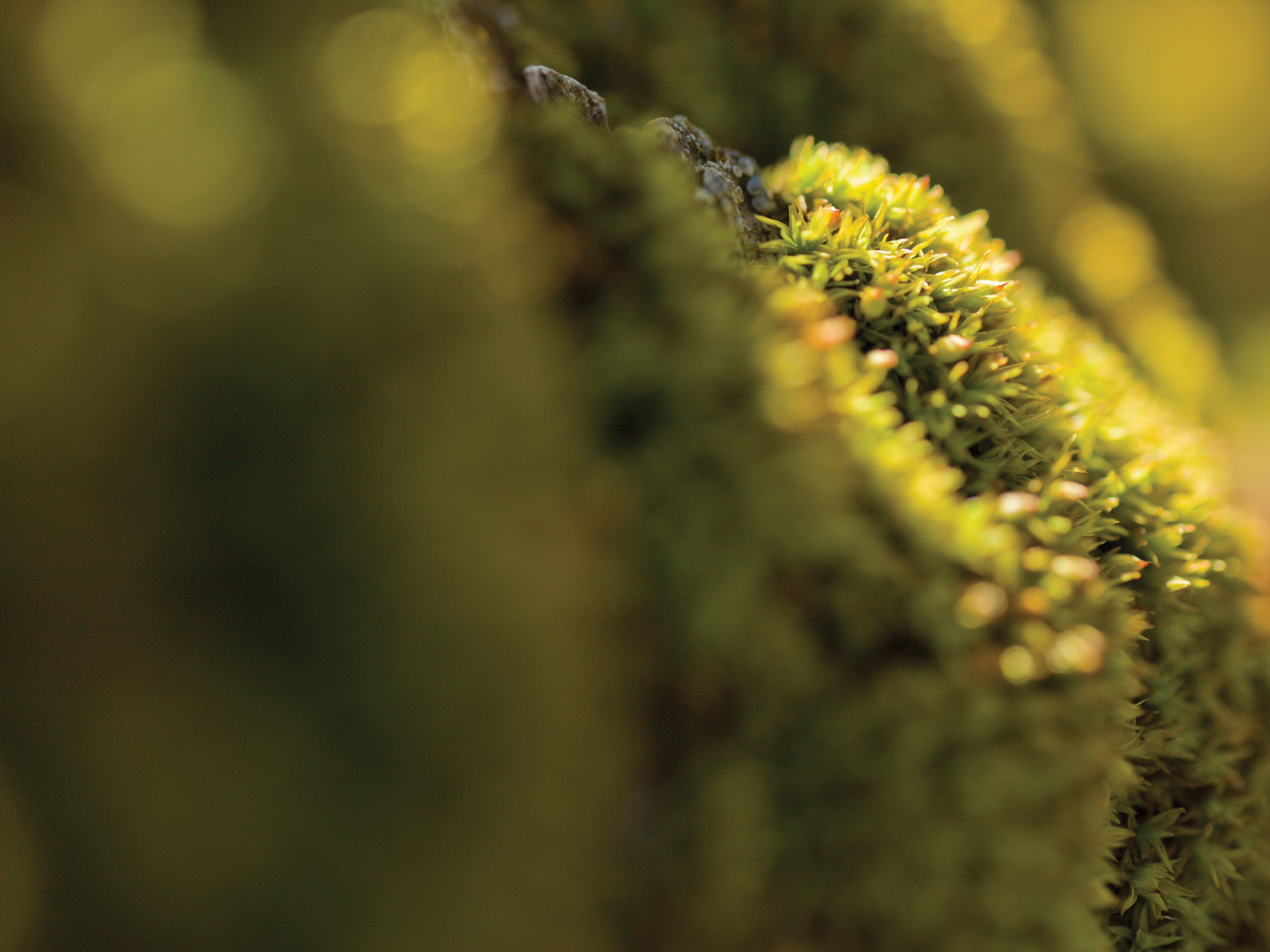 A detailed view of green moss growing on tree bark.
