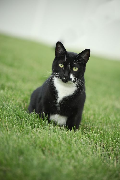 A photo of a small black cat with white patches and yellow eyes sitting on a grassy lawn.
