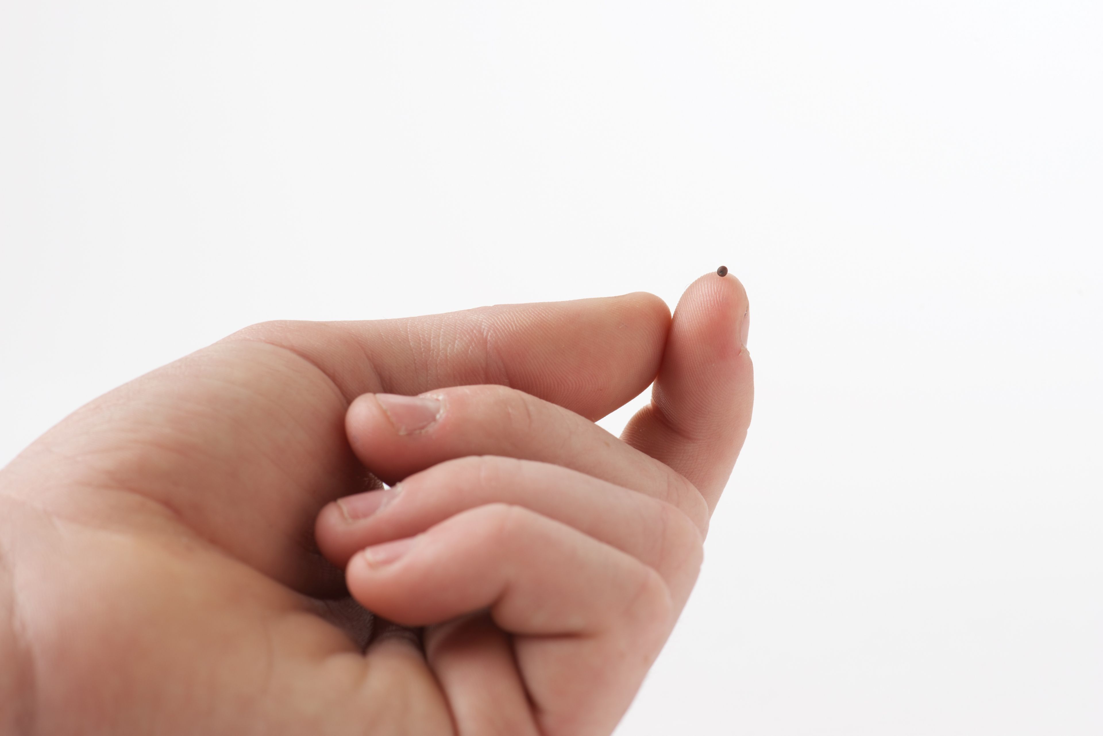 A small object, such as a mote or a mustard seed, on the tip of a finger.