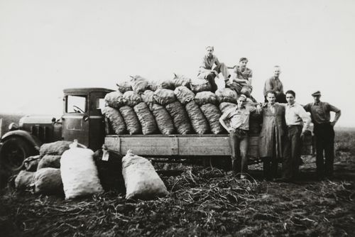 Membros holandeses colhendo batatas