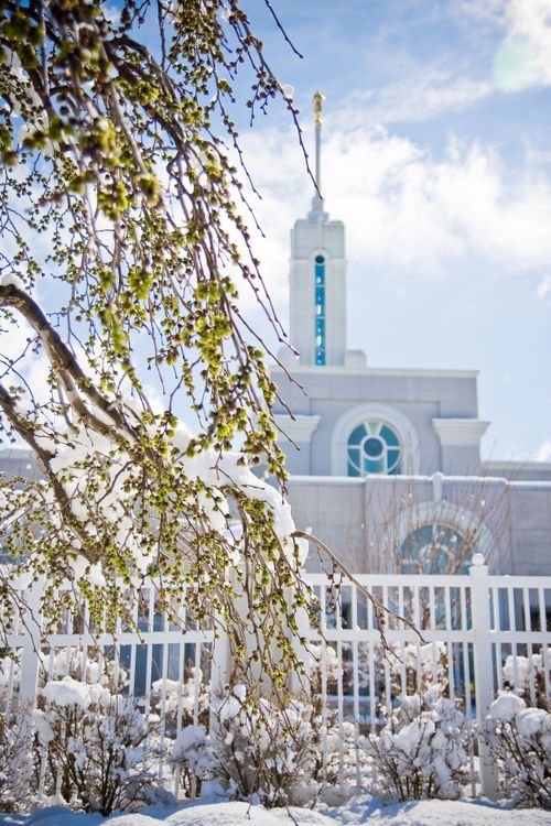 The snow-covered branches of a tree outside of the Mount Timpanogos Utah Temple, which is seen over to the right of the image.