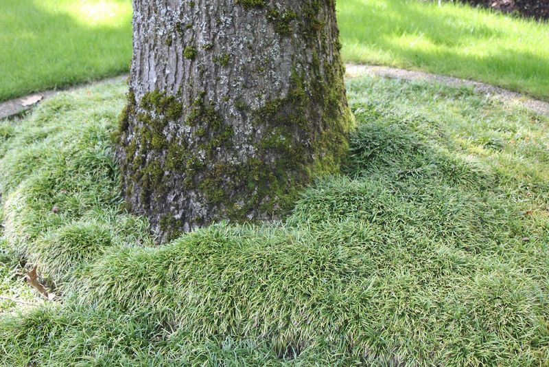 The bottom of a tree trunk surrounded by grass.
