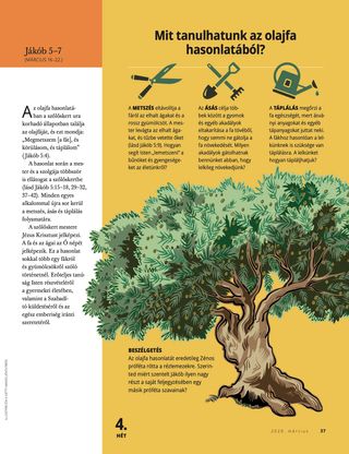 What Can We Learn from the Allegory of the Olive Tree