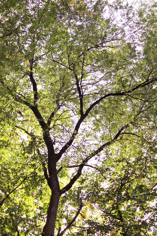 A view up toward a large tree with yellow and green leaves.