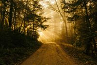 forest road with light