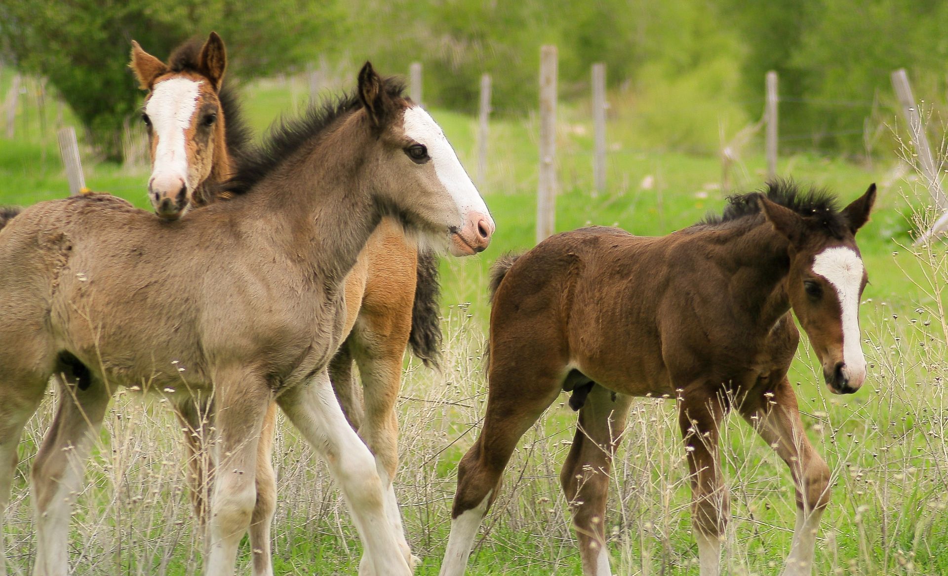 Three young foals in a field.