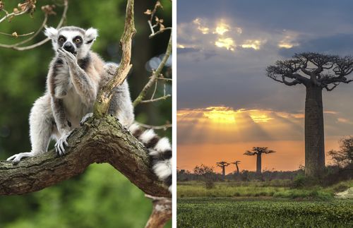 lemur and baobab tree