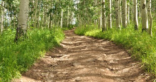 dirt road going through forest