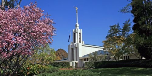 A view of the spire of the Sydney Australia Temple, with a view of the surrounding grounds, including a flowering tree.