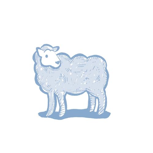 a sheep