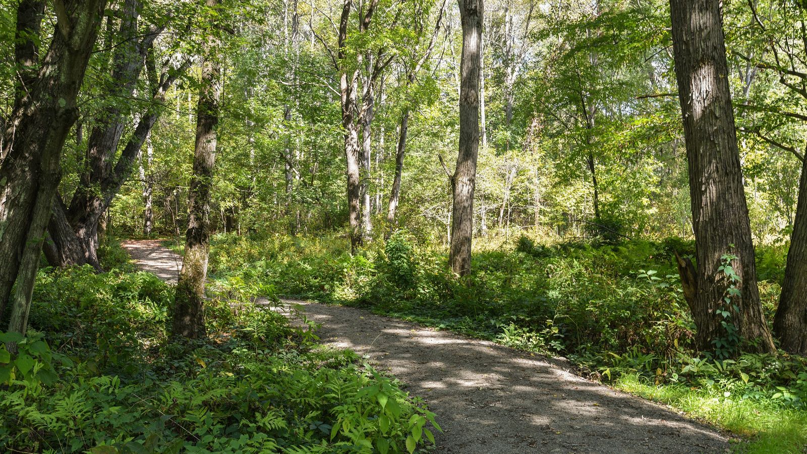 A footpath or trail leading through the woods to the Susquehanna River Historic Site where the first baptisms took place prior to the reorganization of the Church.