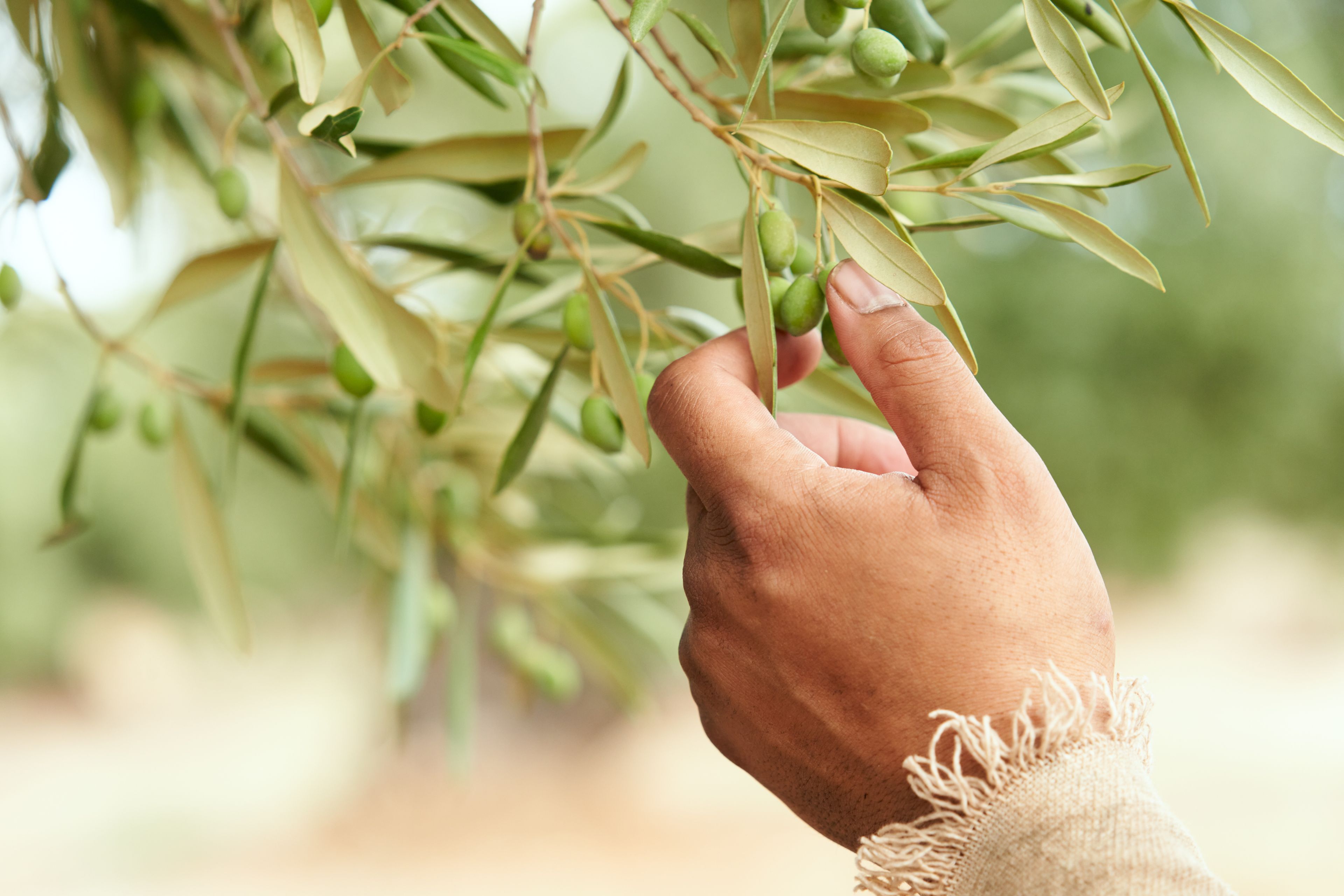 A servant inspects some of the good fruit found on the olive trees in the vineyard. This is part of the olive tree allegory mentioned in Jacob 5.