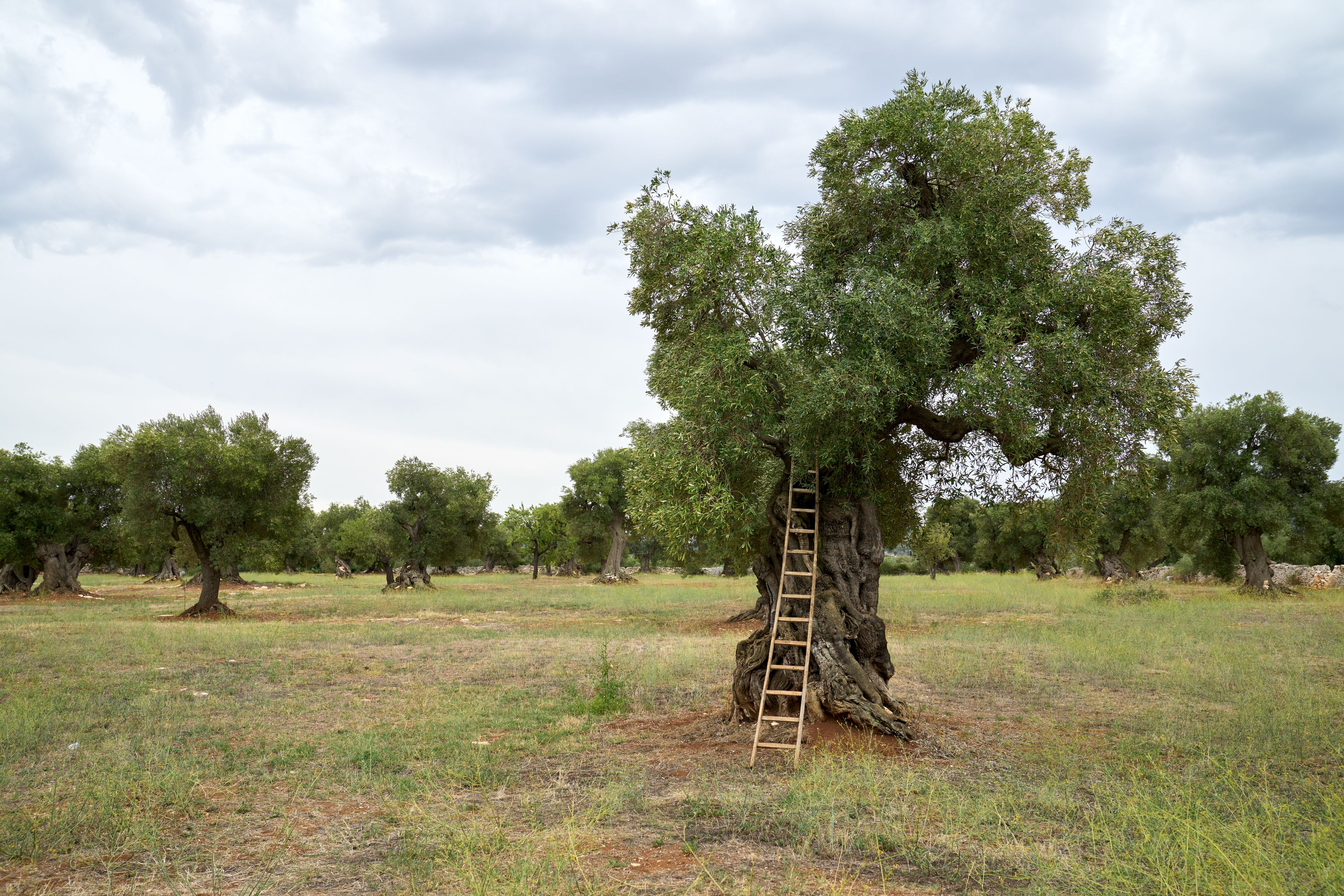 A ladder lays against one of the olive trees in the vineyard. This is part of the olive tree allegory mentioned in Jacob 5.