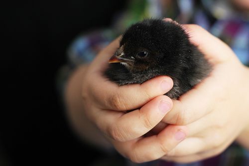 A close-up view of a young child’s hands holding a fluffy black baby chicken in the springtime.