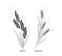 wheat and tares