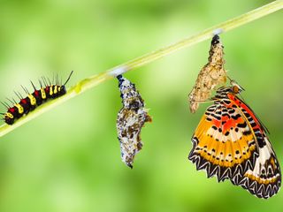 caterpillar, cocoon, and butterfly