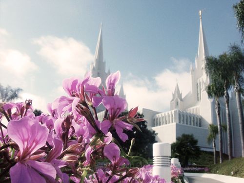 Flowers blooming on the grounds of the San Diego California Temple, with a view of the temple in the background.