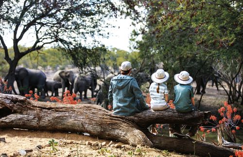 people watching elephants