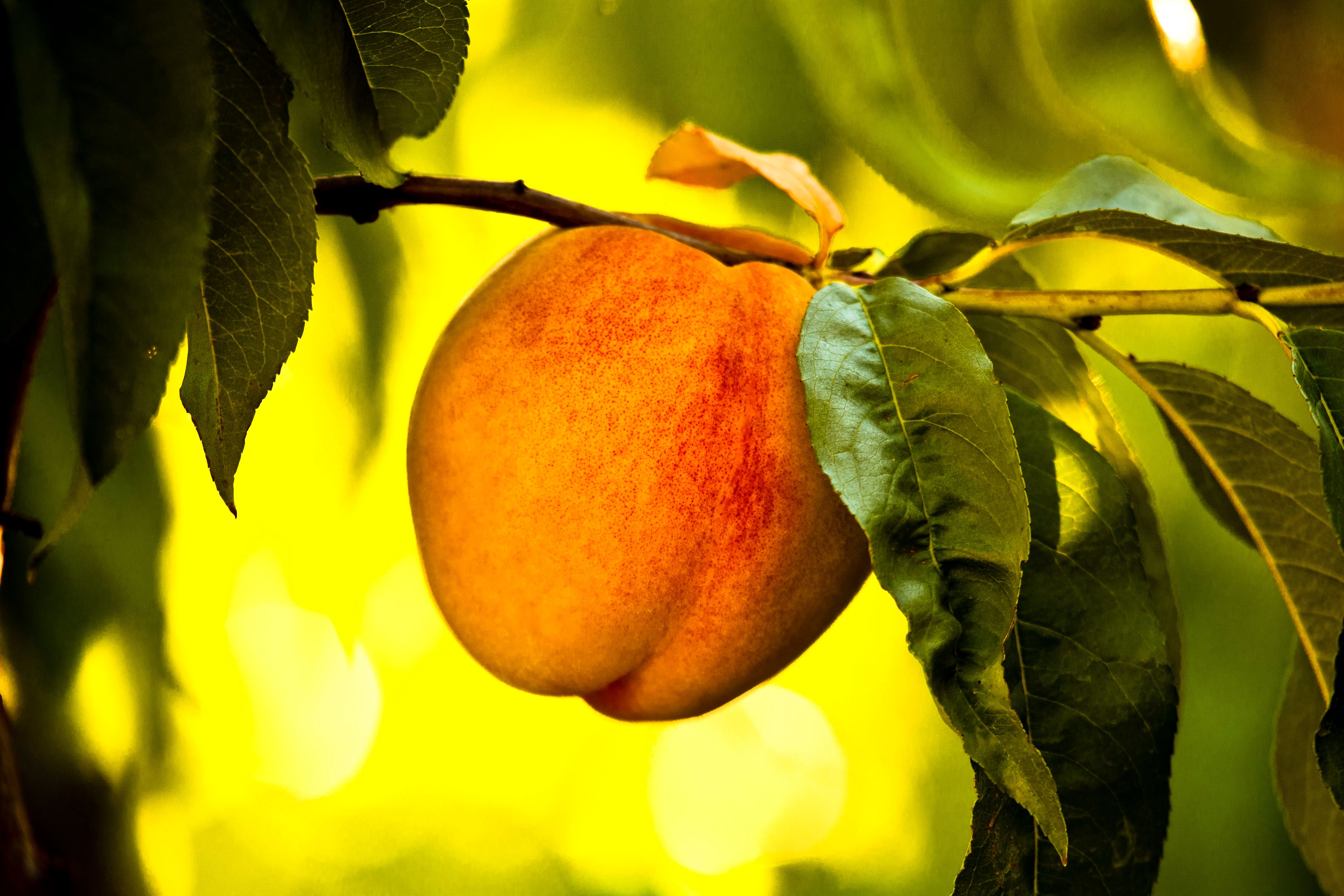 A peach in a tree.