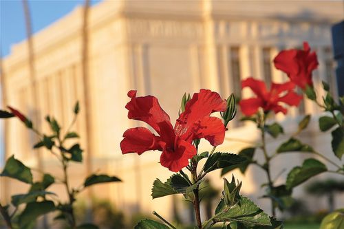 Mesa Arizona Temple