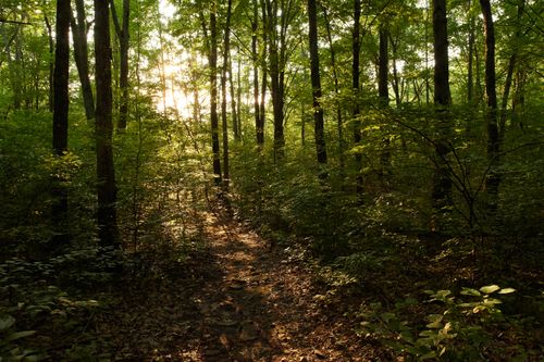 Light filtering through a wooded forest.