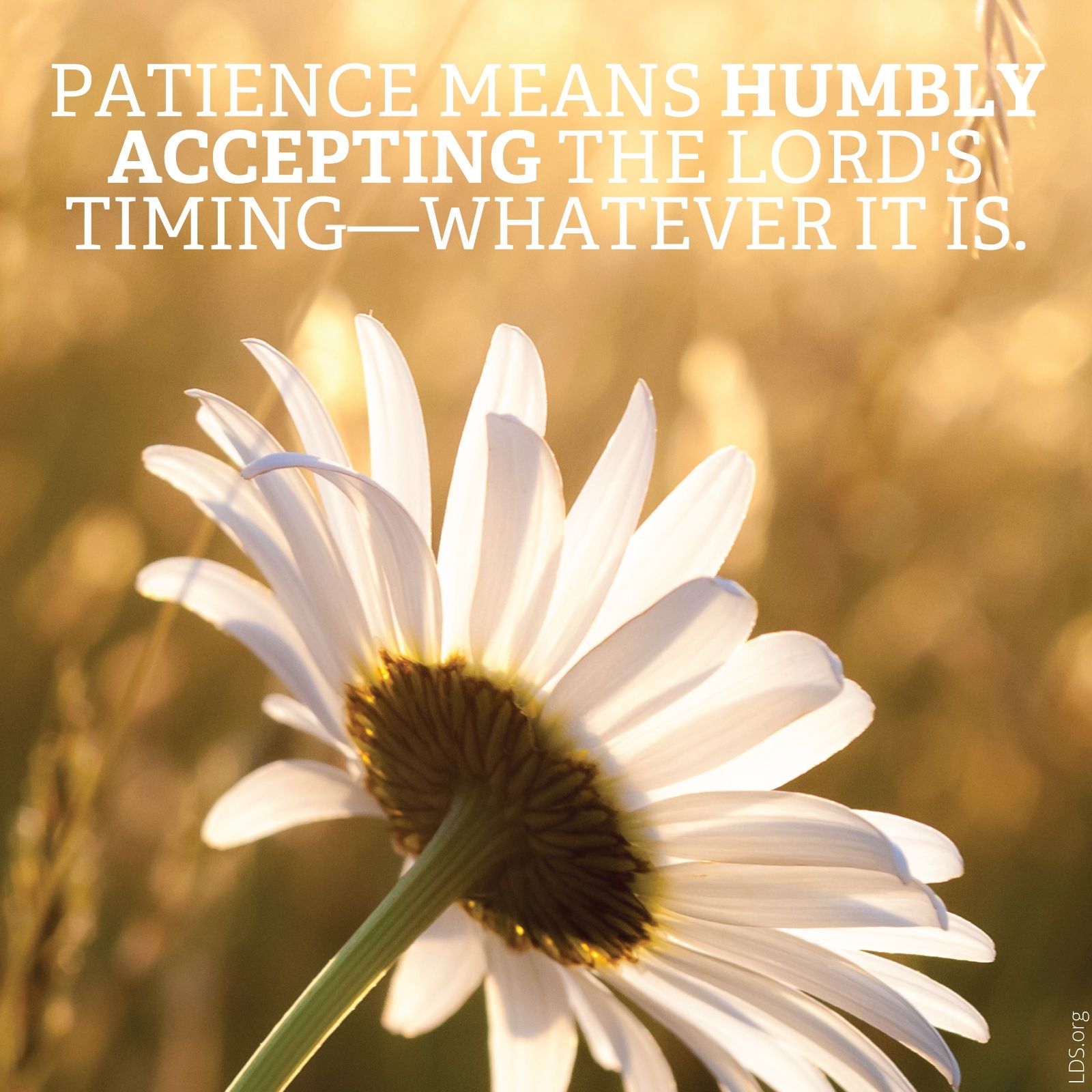 “Patience means humbly accepting the Lord’s timing—whatever it is.”—Sarah Jenkins, “Trust, Patience, and Endurance: My Lessons from Infertility” © See Individual Images ipCode 1.