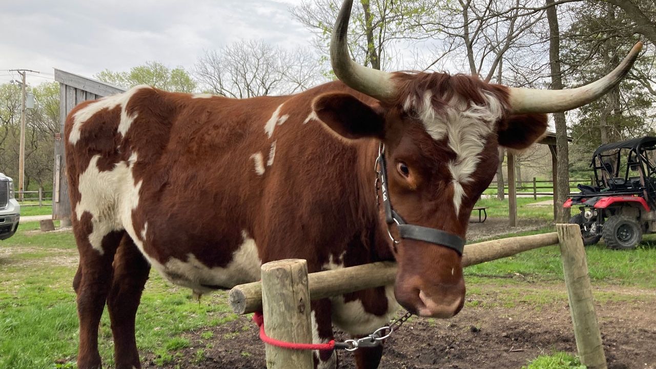 Close up of an ox tied to a post.