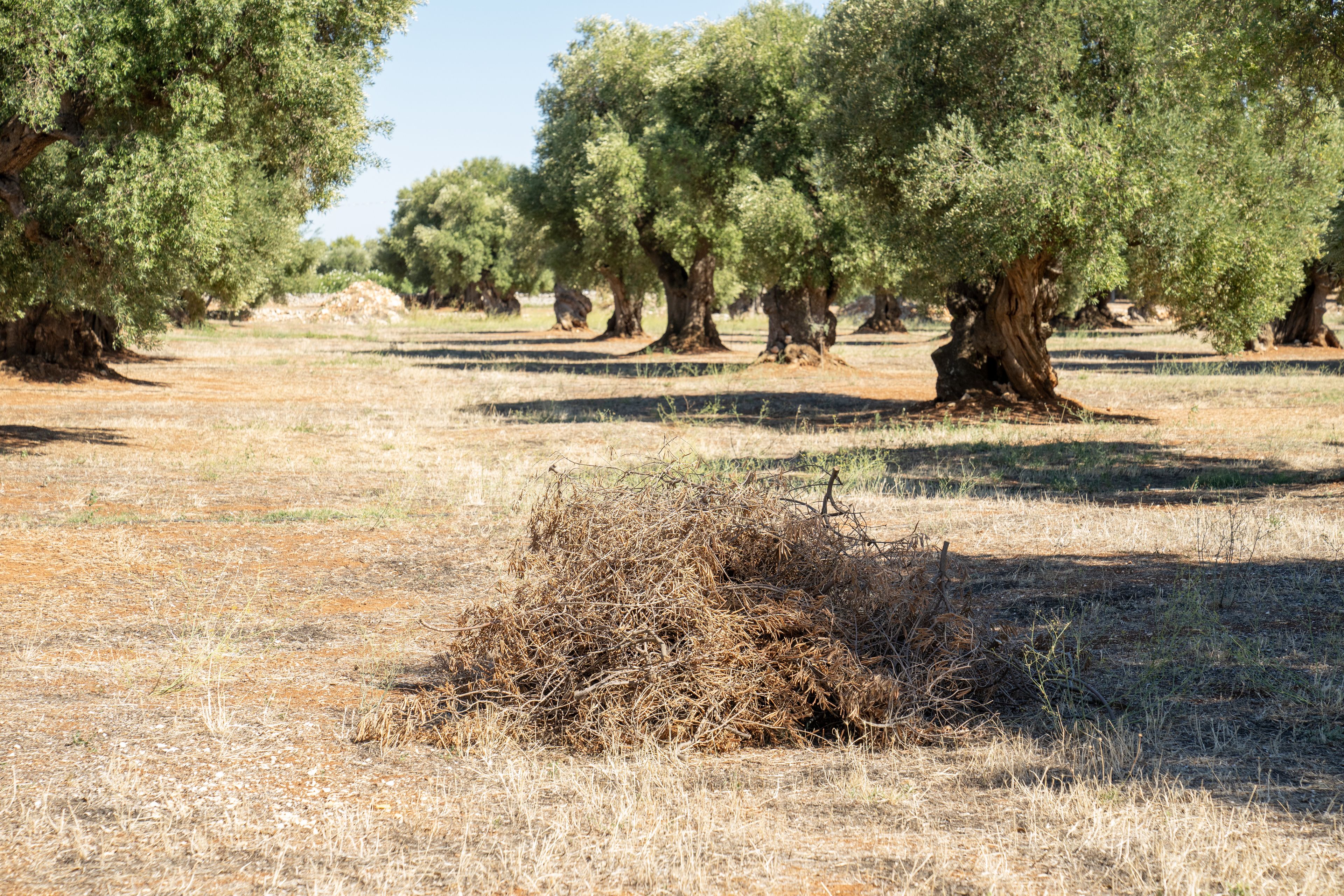 The Lord of the Vineyard and his servant cast out the withered and dead branches of the olive trees. This is part of the olive tree allegory mentioned in Jacob 5.