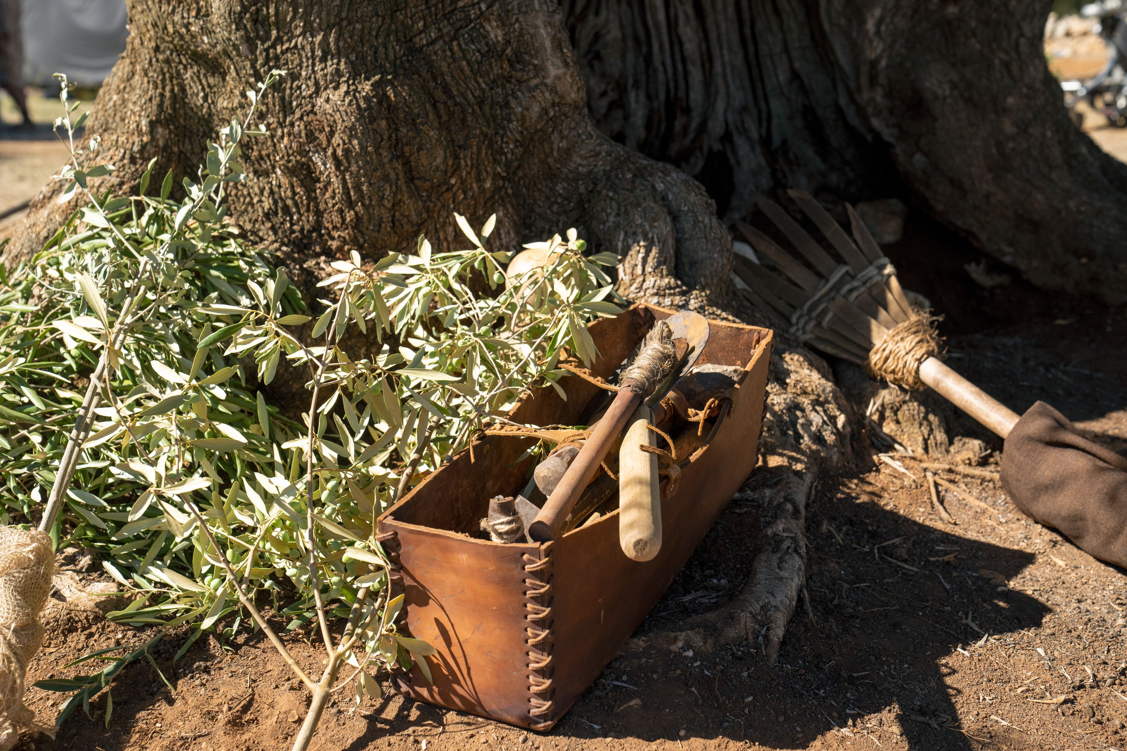 Tools to tend to the dying mother olive tree used for digging, pruning, and nurturing. This is part of the olive tree allegory mentioned in Jacob 5.