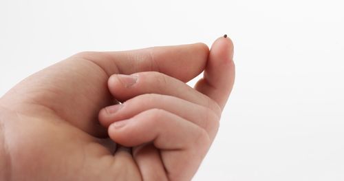 Hand holding mustard seed.