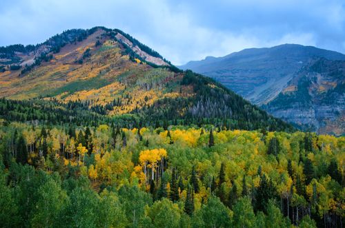 The Alpine Loop mountains covered in trees with green and yellow leaves during the autumn season.