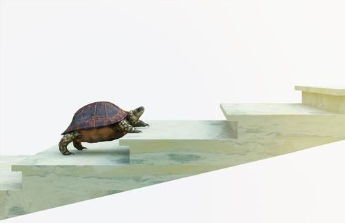 a turtle climbing stairs