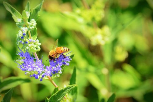 A bee lands on a purple flower with other flowers growing next to it on the stem.