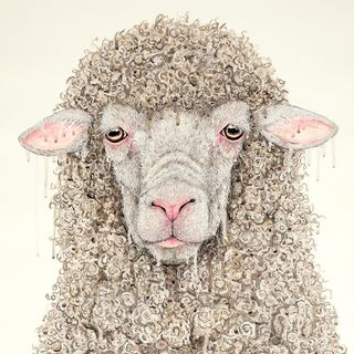 sheep