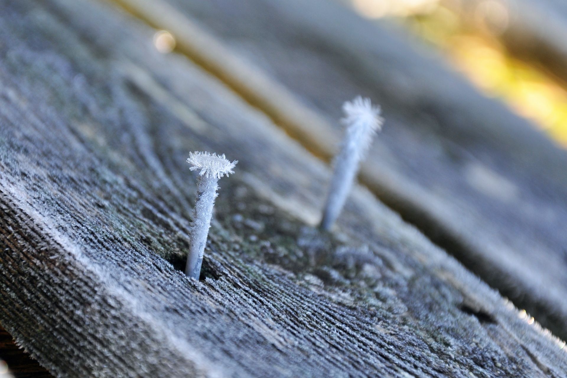 A set of frost-covered nails in a wooden board.