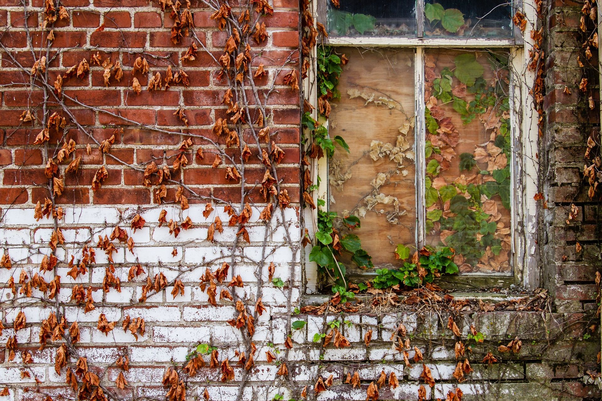 An old wall and window covered in ivy that is turning orange.