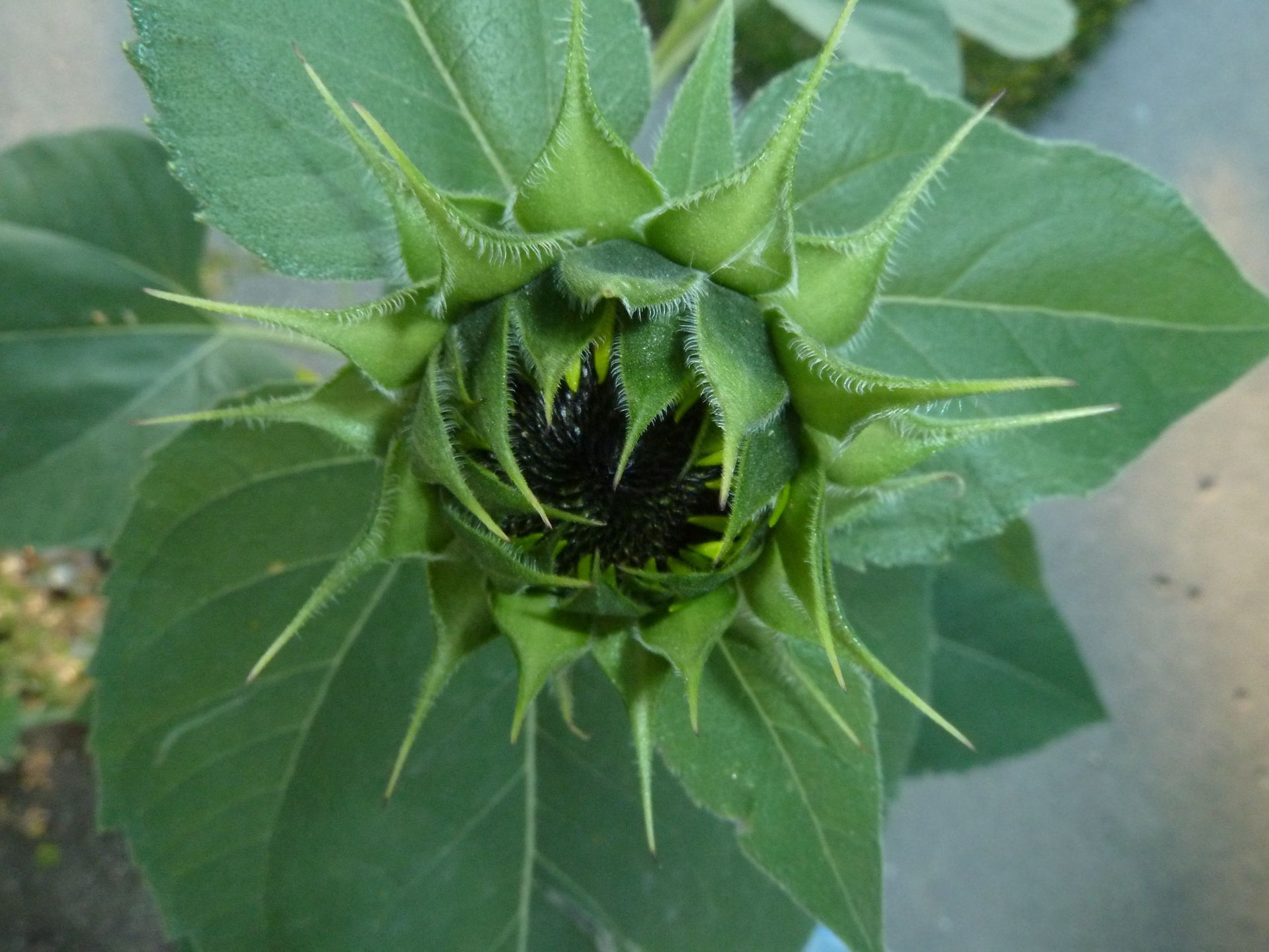 A sunflower before it blooms.