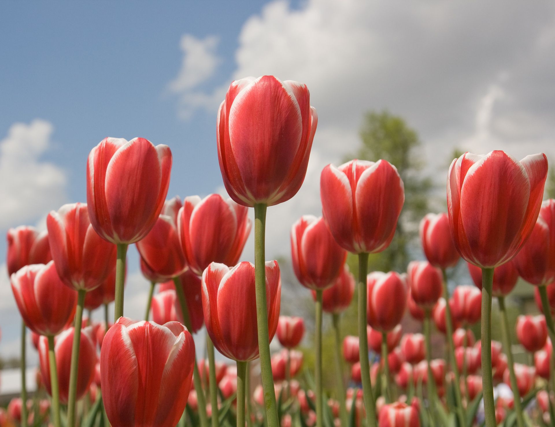 Red tulips bloom in the spring.