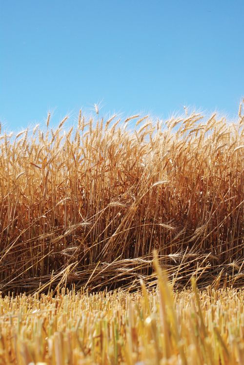 A field of ripened wheat with a clear blue sky overhead.