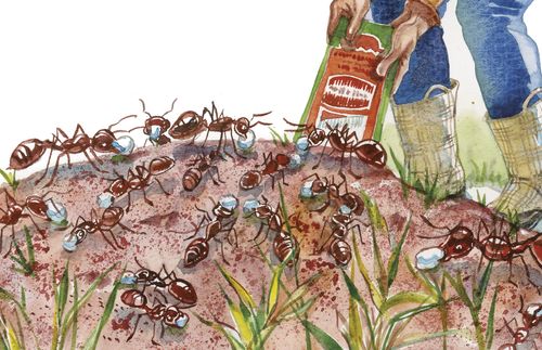 illustration of ants in a garden
