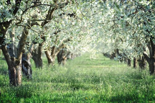 Green grass in an orchard below two lines of trees with white blossoms.