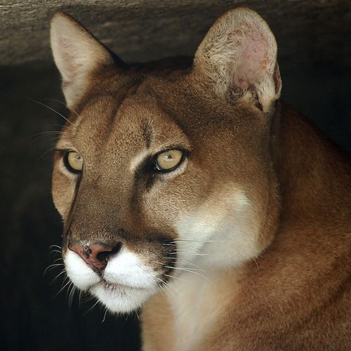 A close-up portrait of the head of a cougar, from the neck up.