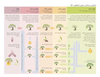 نمودار تمثیل درخت زیتون