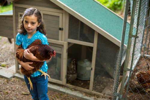 A young girl holds a brown chicken in her arms and looks up while standing in front of a chicken coop.