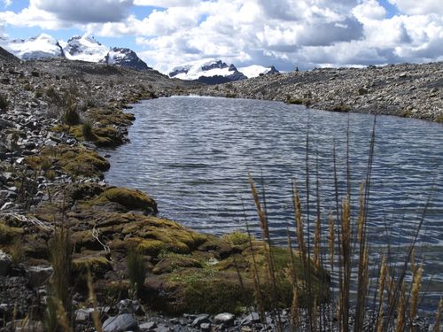 The Andes Mountains, covered with snow, stand in the background, with a lake in front bordered by weeds and rocks.