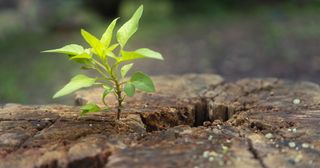 small plant growing out of tree stump