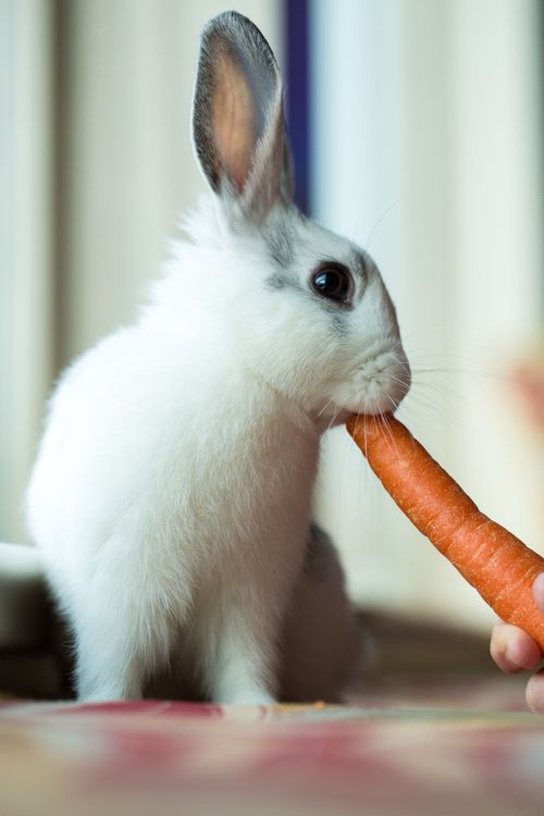 A little white rabbit with gray ears chews on a carrot held out by a child.