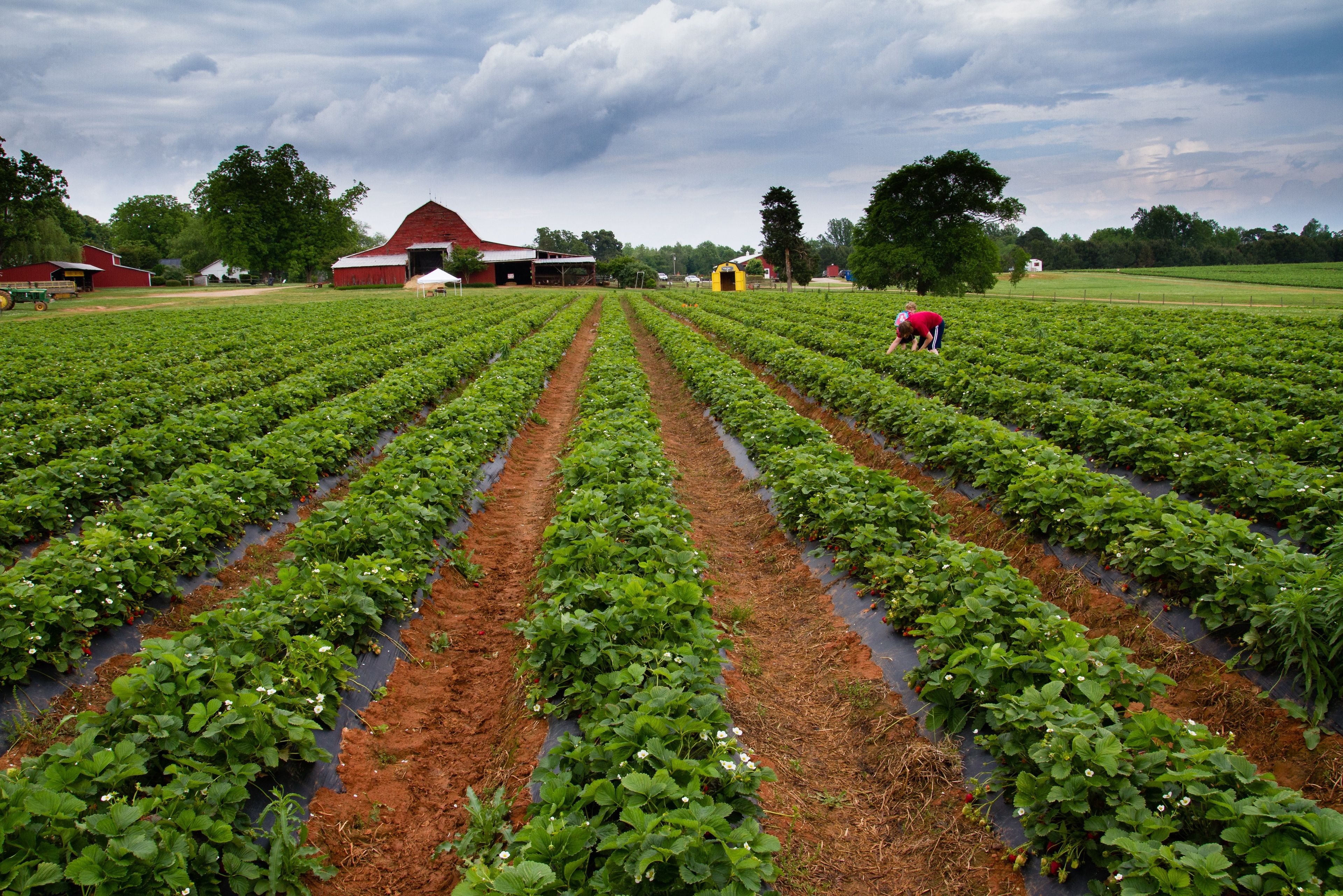 Farmers picking strawberries in a field.